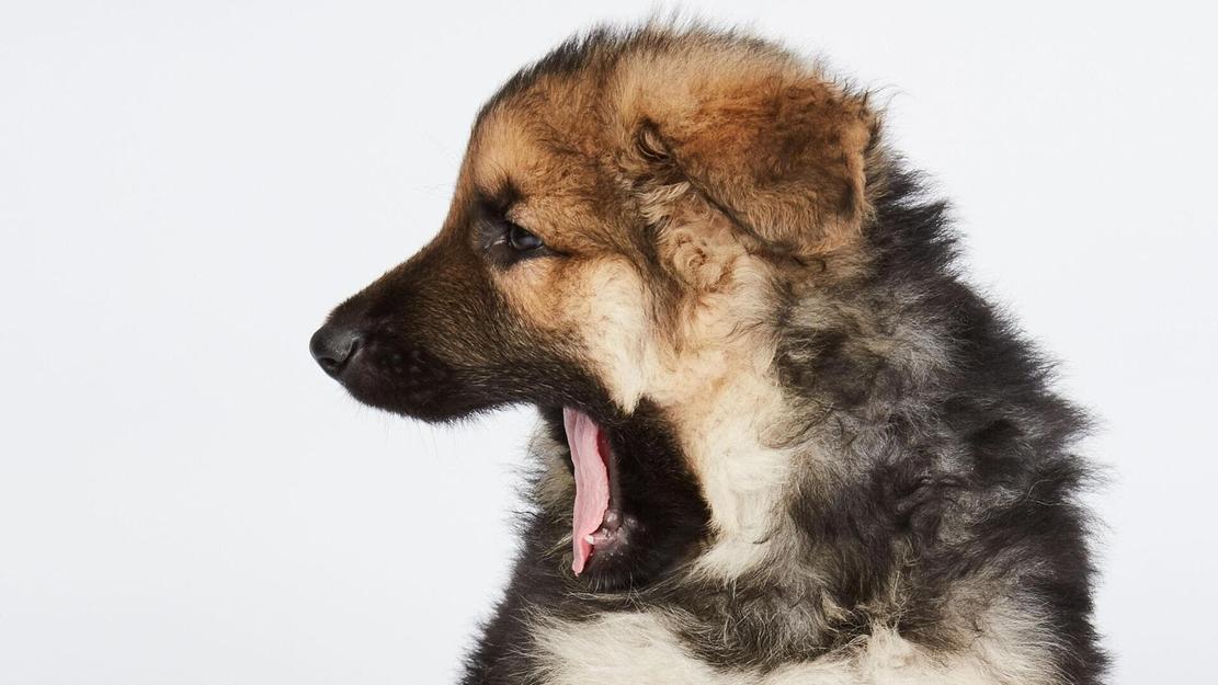Vignette du programme télé Dog House : un chien pour la vie
