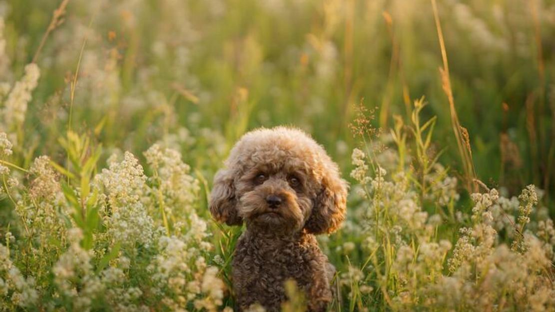 Vignette du programme télé Chiens hors de contrôle : un dresseur à la rescousse