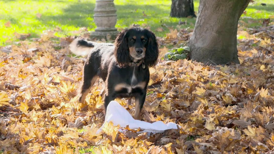 Vignette du programme télé Chiens hors de contrôle : un dresseur à la rescousse