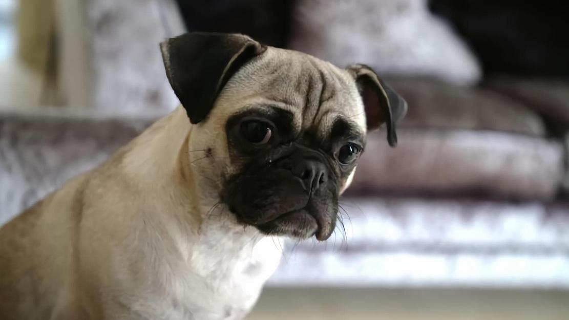 Vignette du programme télé Chiens hors de contrôle : un dresseur à la rescousse