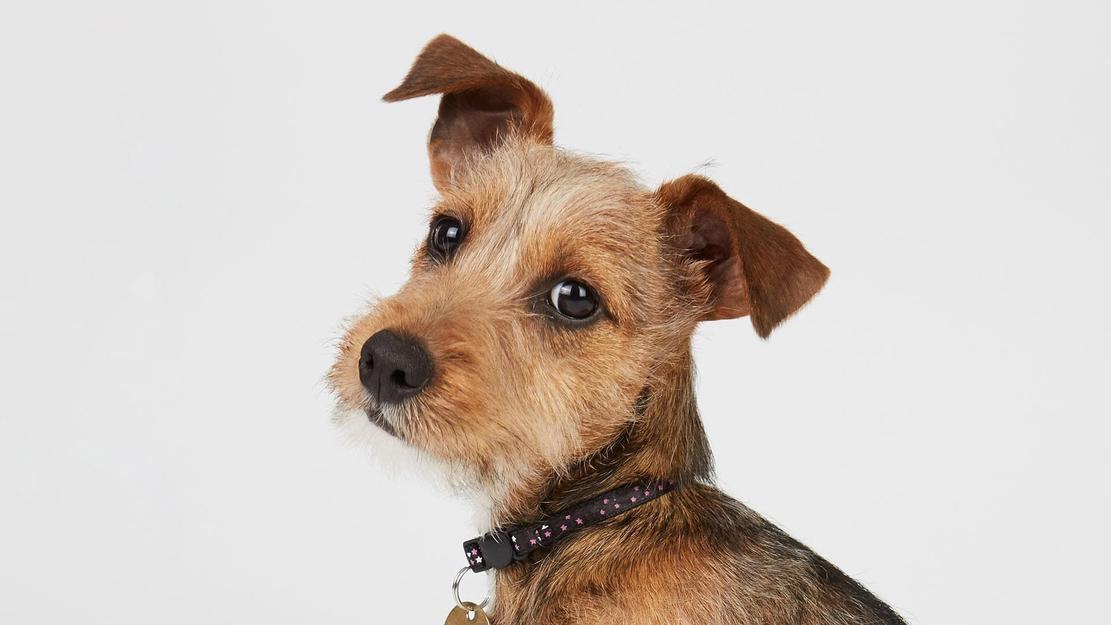 Vignette du programme télé Dog House : un chien pour la vie