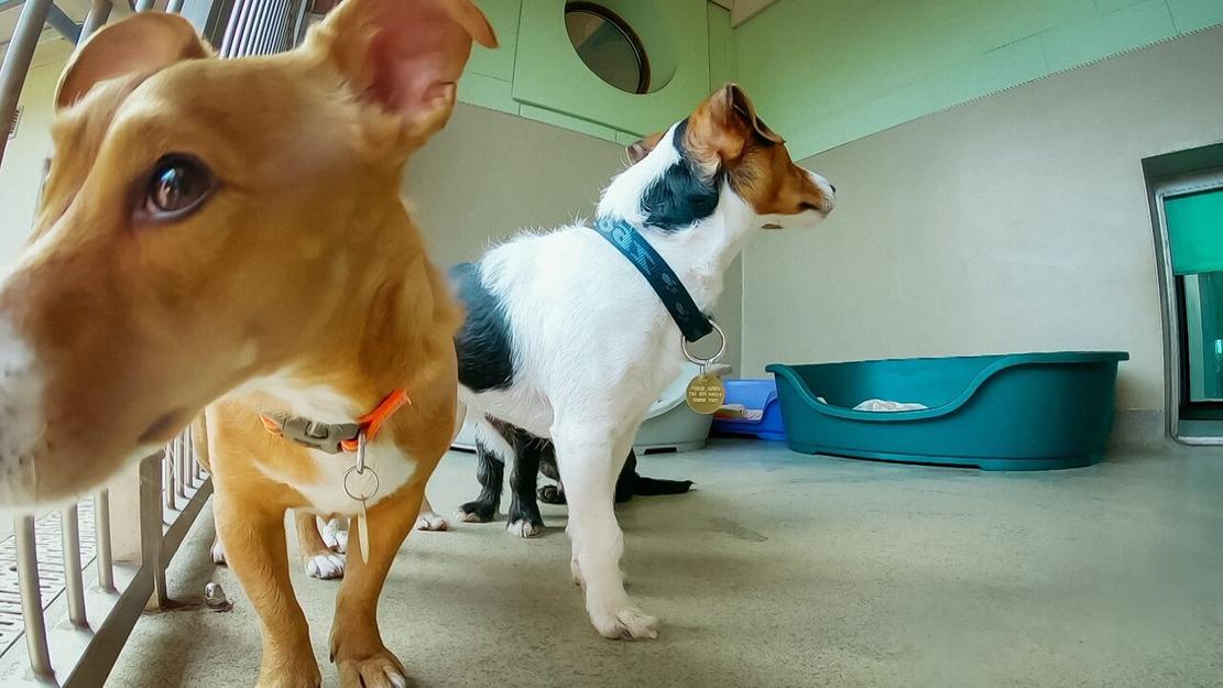 Vignette du programme télé Dog House : un chien pour la vie