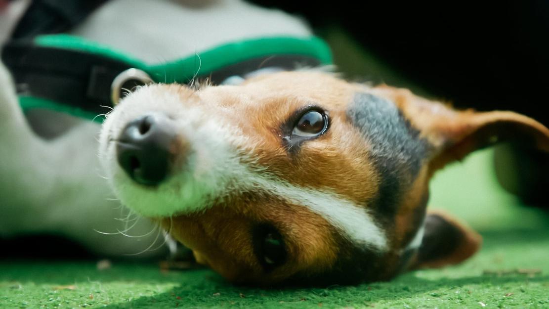 Vignette du programme télé Dog House : un chien pour la vie