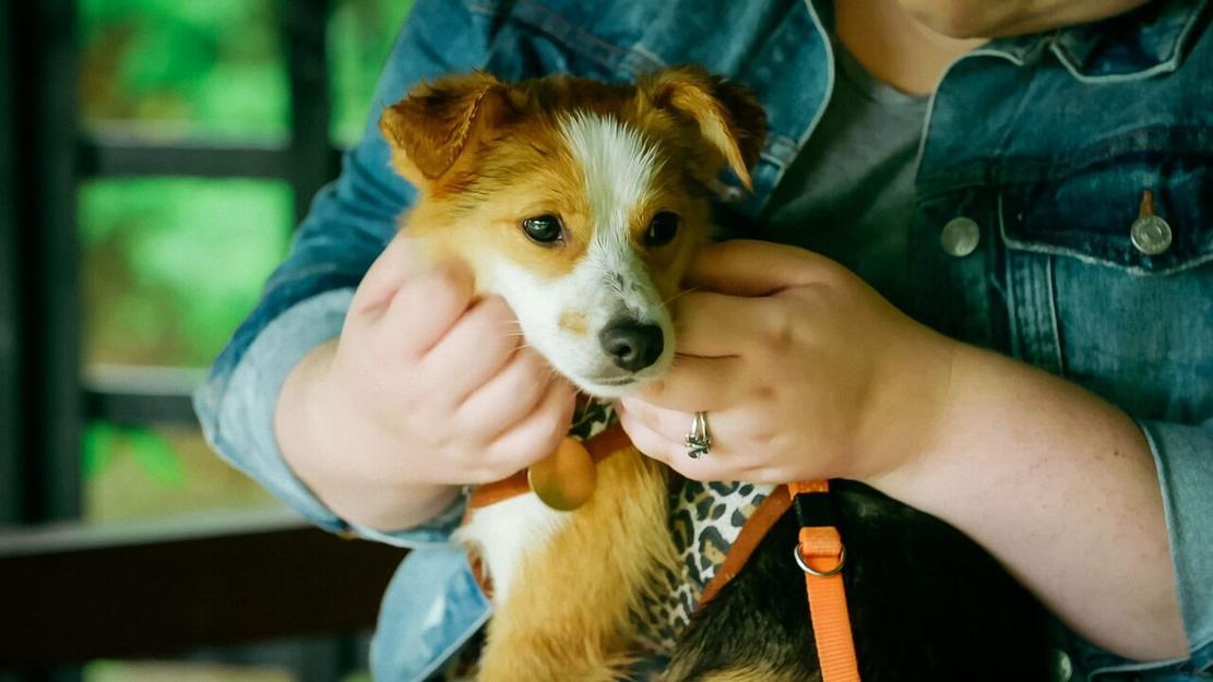 Vignette du programme télé Dog House : un chien pour la vie