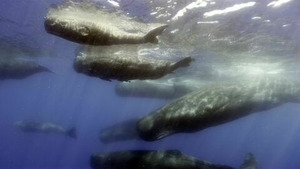 Vignette du programme télé Caméras espions au coeur des océans (De la suite dans les idées) S1 (1/4)