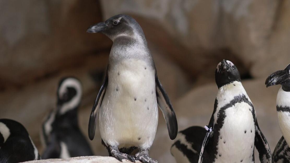 Vignette du programme télé Nausicaá, dans les coulisses du plus grand aquarium d'Europe