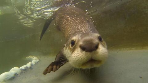 Vignette du programme télé Hélène et les animaux