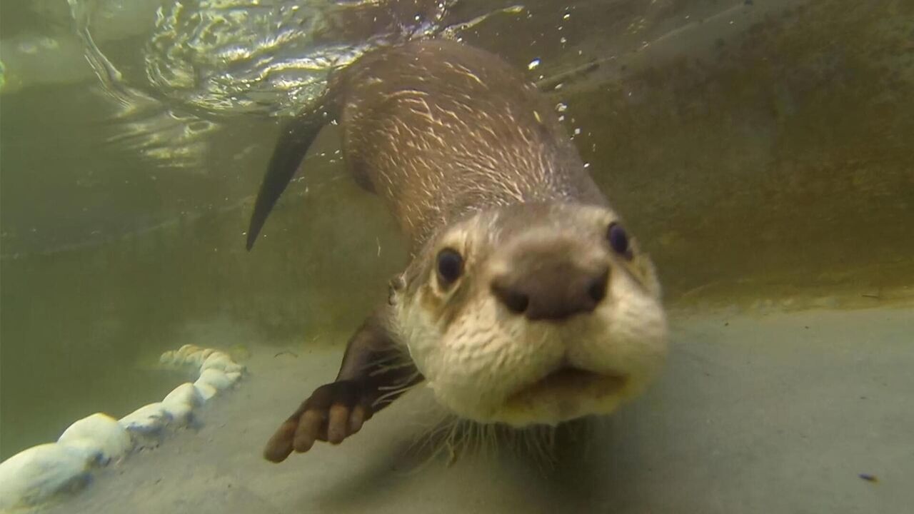 Vignette du programme télé Hélène et les animaux