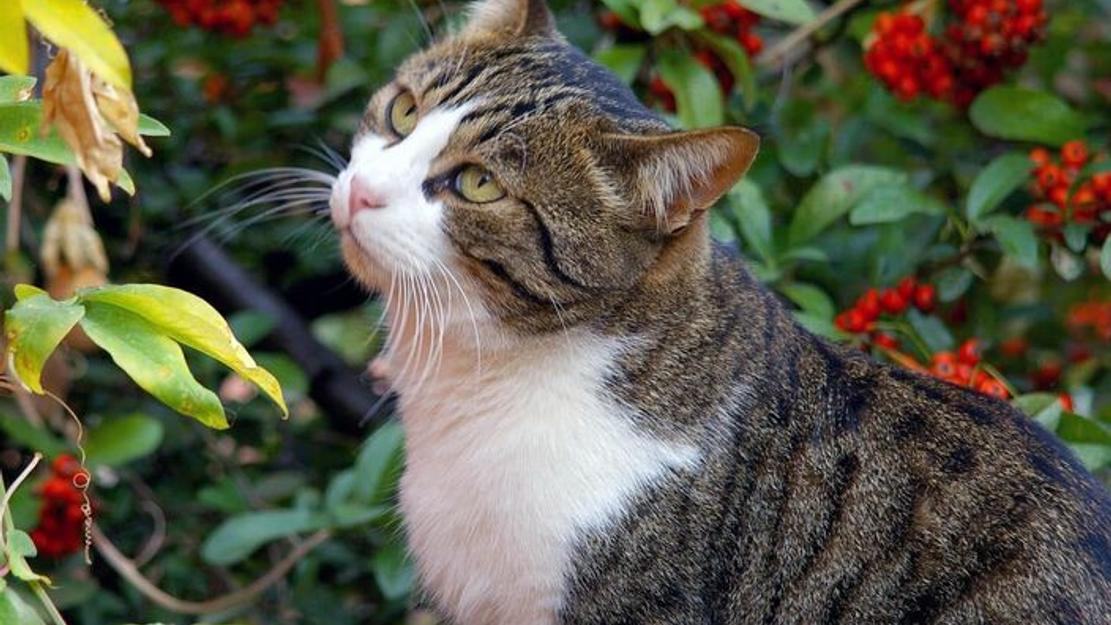 Vignette du programme télé La vie secrète des chats