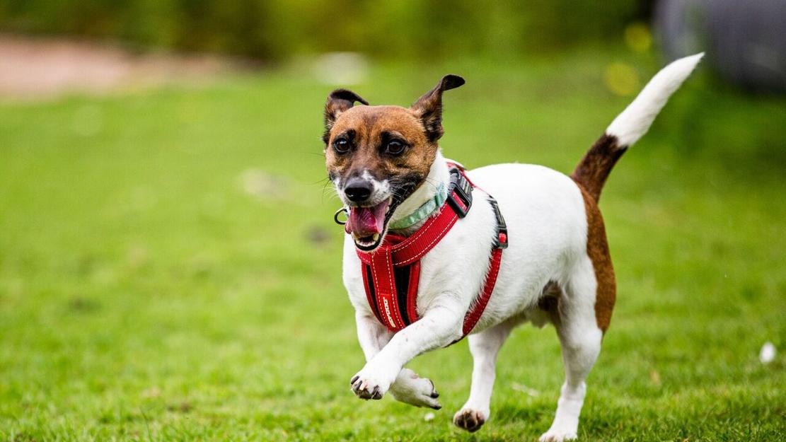 Vignette du programme télé Dog House : un chien pour la vie