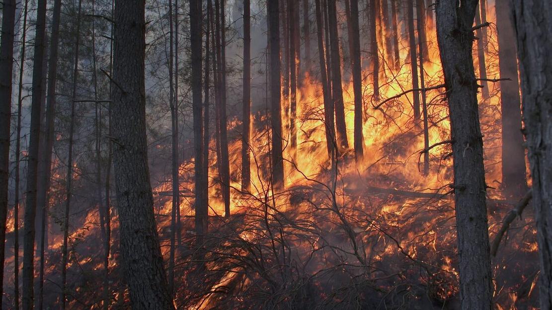 Vignette du programme télé Corse, les maquisards du feu