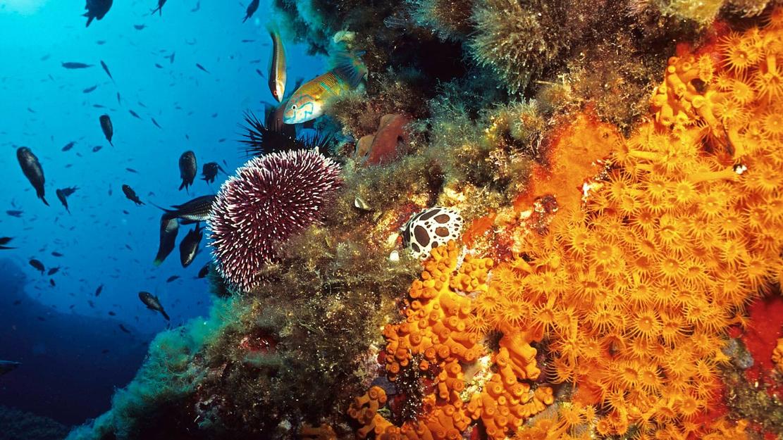 Vignette du programme télé La Corse, beauté sauvage