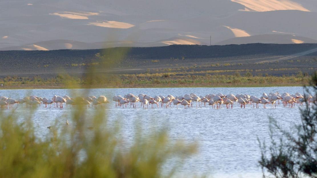 Vignette du programme télé Le Maroc sauvage