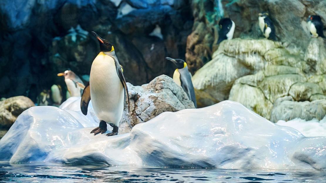 Vignette du programme télé Zoo : dans les secrets des naissances extraordinaires