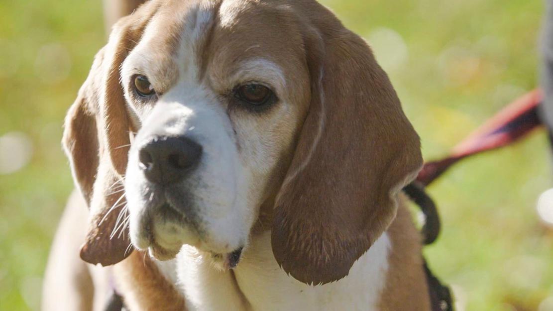 Vignette du programme télé Dog House : un chien pour la vie