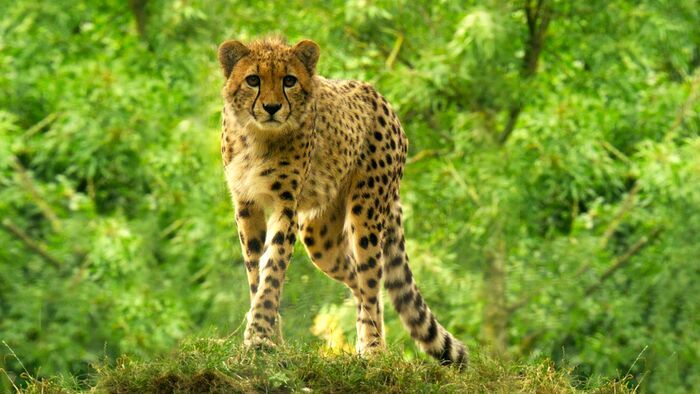 Vignette du programme télé Des zoos nouvelle génération