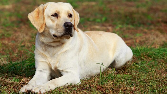 Vignette du programme télé Chiens hors de contrôle : un dresseur à la rescousse