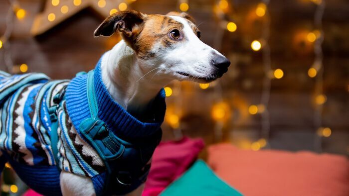 Vignette du programme télé Dog House : un chien pour la vie