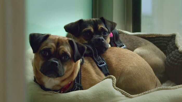 Vignette du programme télé Dog House : un chien pour la vie