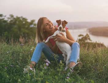 Vignette du programme télé Animaux à adopter