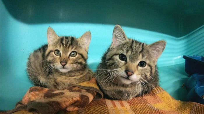 Vignette du programme télé Animaux à adopter