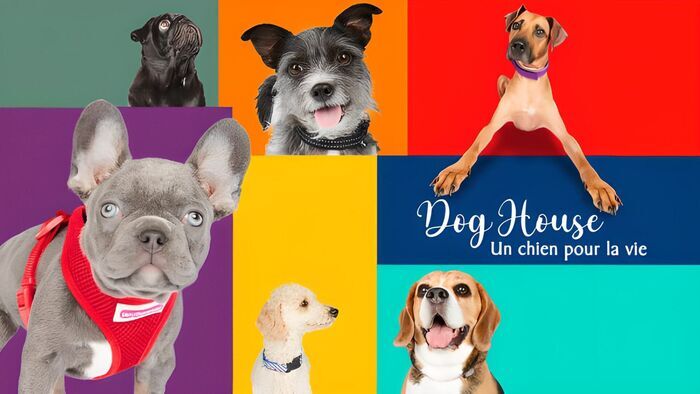 Vignette du programme télé Dog House : un chien pour la vie