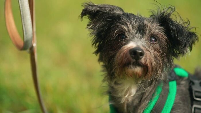 Vignette du programme télé Dog House : un chien pour la vie