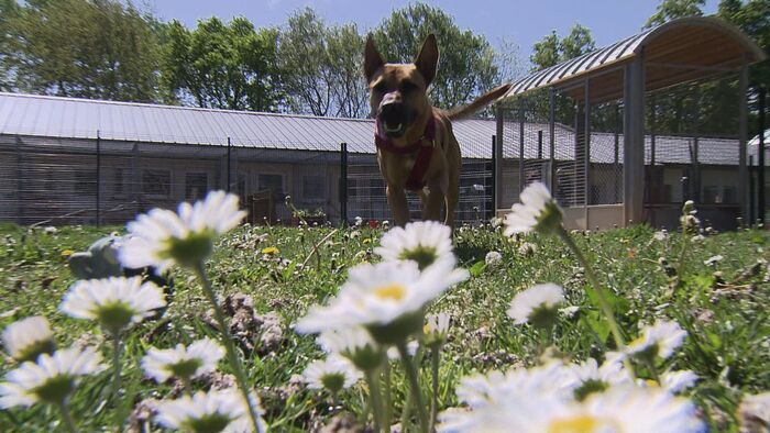 Vignette du programme télé Animaux à adopter
