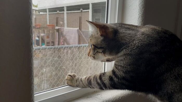 Vignette du programme télé Hell's Cat : mon chat est un cauchemar