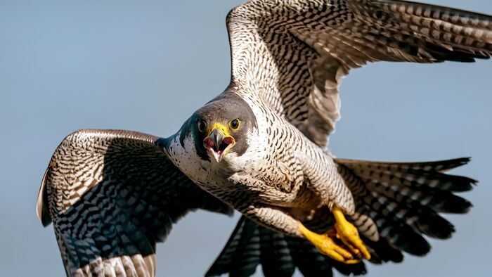 Vignette du programme télé Les oiseaux : Champions des airs
