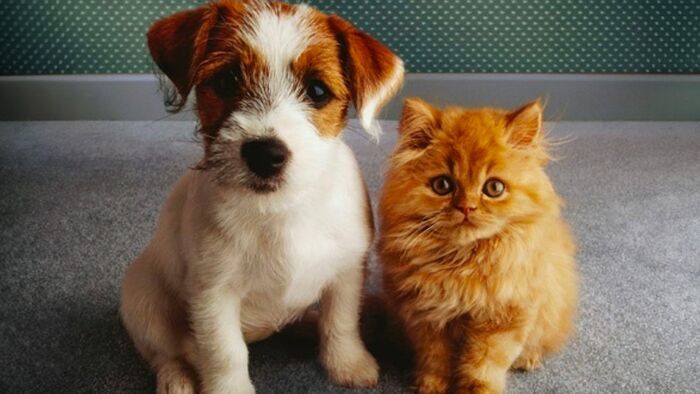 Vignette du programme télé Chiens et chats sans collier