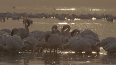 Vignette du programme télé Le grand show de la nature