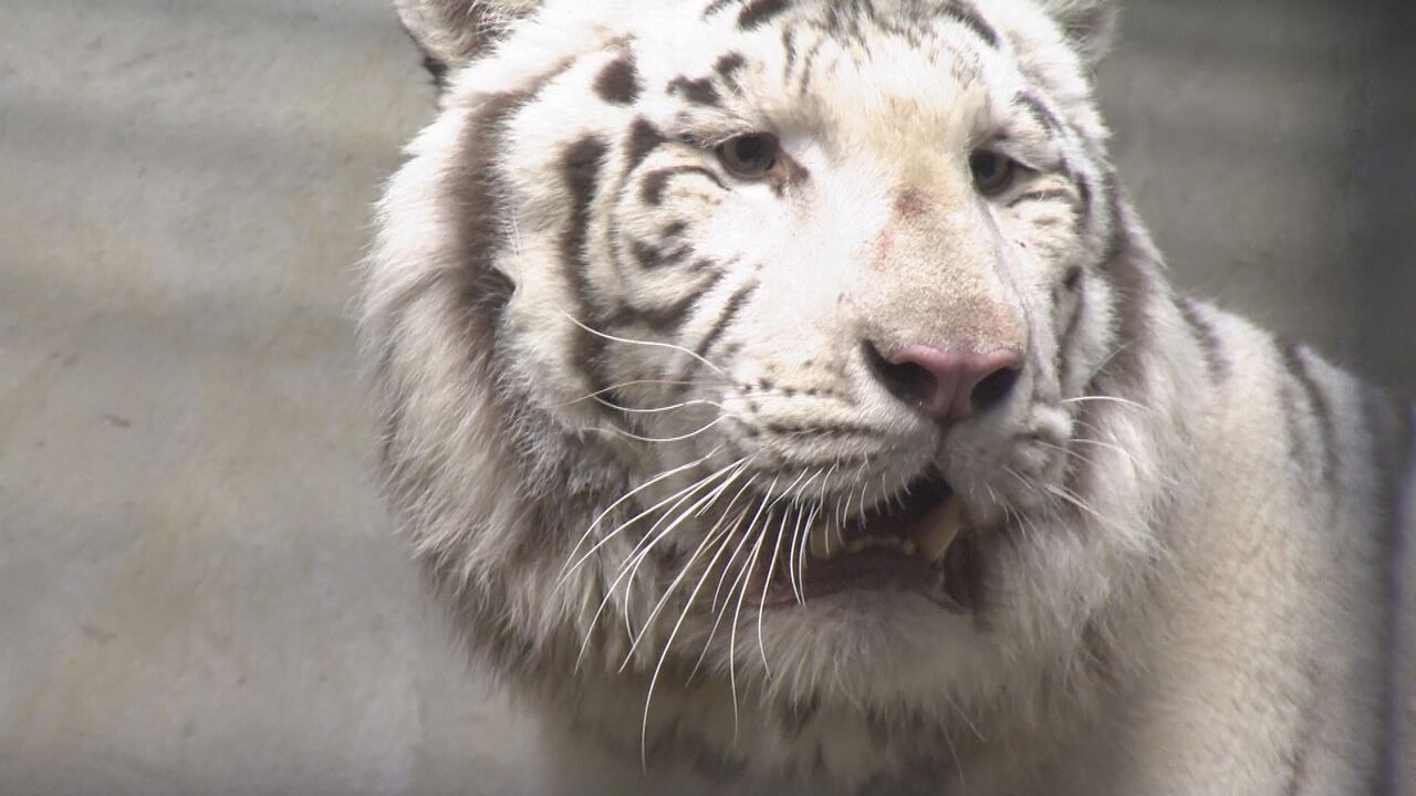 Vignette du programme télé Une saison au zoo