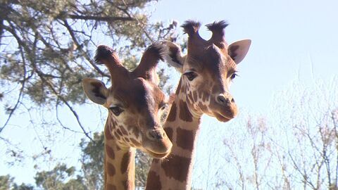Vignette du programme télé Une saison au zoo