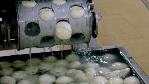 Vignette du programme télé Mozzarella : le fromage de la souffrance