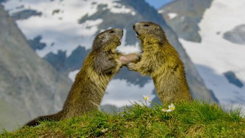 Vignette du programme télé Voyage au coeur des Alpes