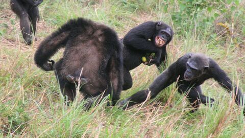 Vignette du programme télé Jane Goodall et les chimpanzés de Tchimpounga