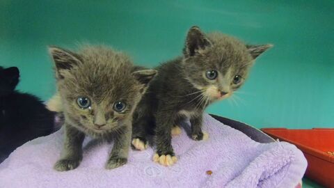 Vignette du programme télé Animaux à adopter : nouvelle famille pour une nouvelle vie
