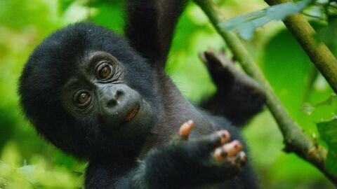 Vignette du programme télé La première année des bébés animaux