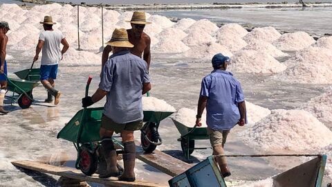 Vignette du programme télé Les câpres de Sicile, la saveur de la Méditerranée