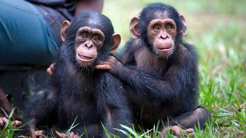 Vignette du programme télé Jane Goodall et les chimpanzés de Tchimpounga