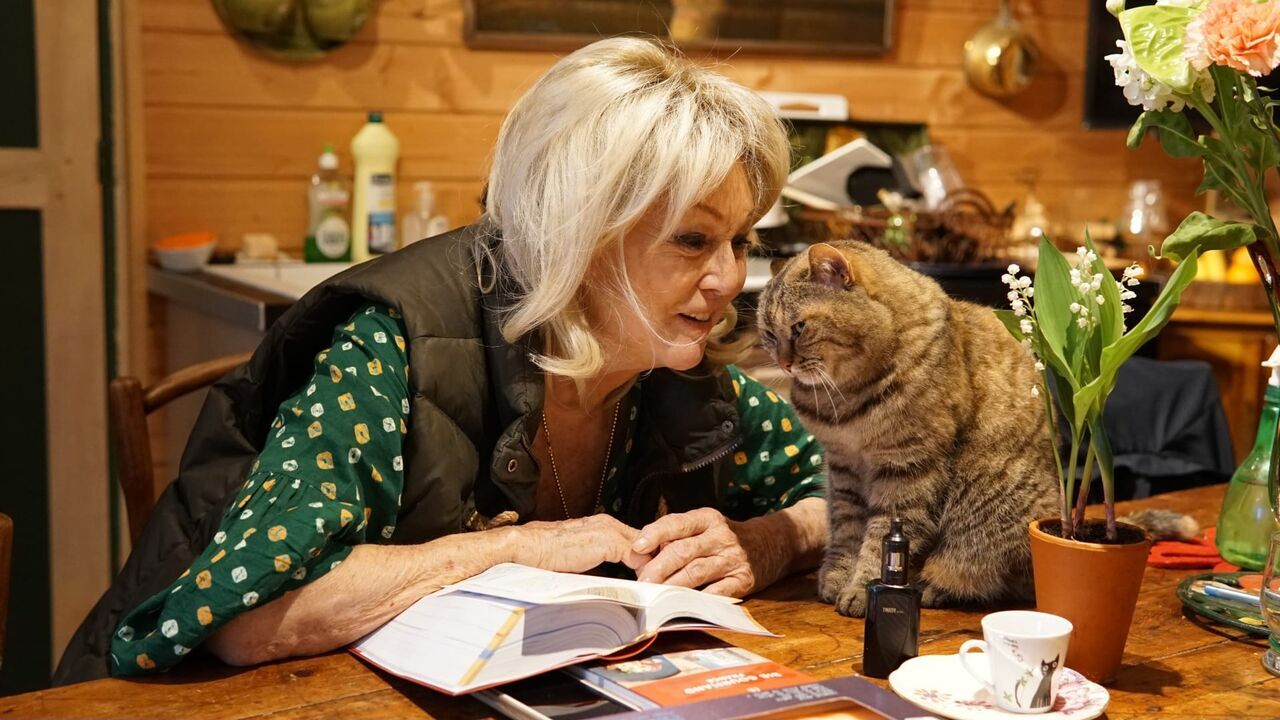 Vignette du programme télé La vie secrète des chats