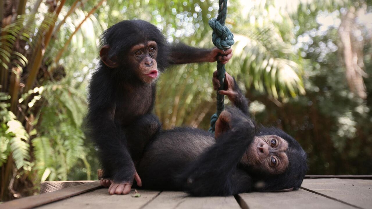 Vignette du programme télé A l'école des chimpanzés
