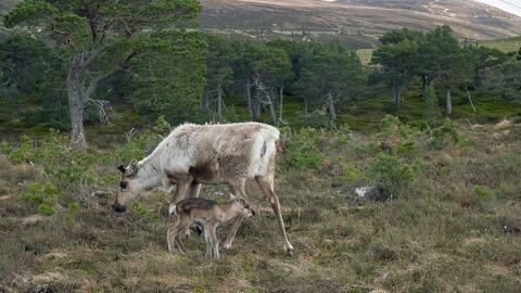 Vignette du programme télé Terres sauvages du Grand Nord