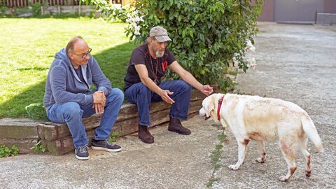 Vignette du programme télé Chiens et chats sans collier