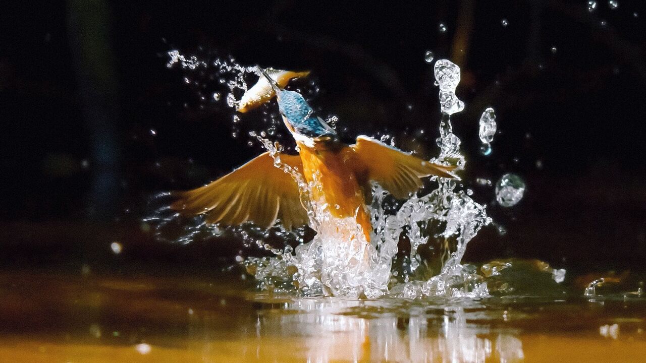 Vignette du programme télé L'invisible poésie de la nature