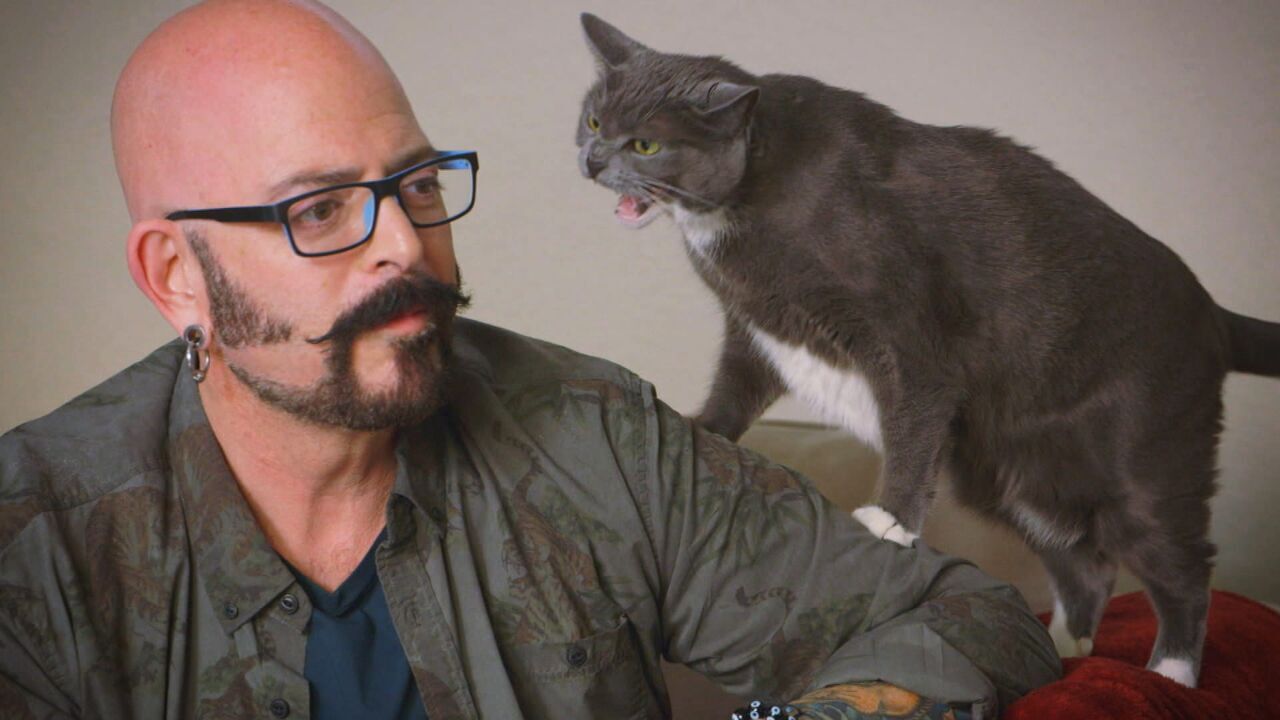 Vignette du programme télé Hell's Cats