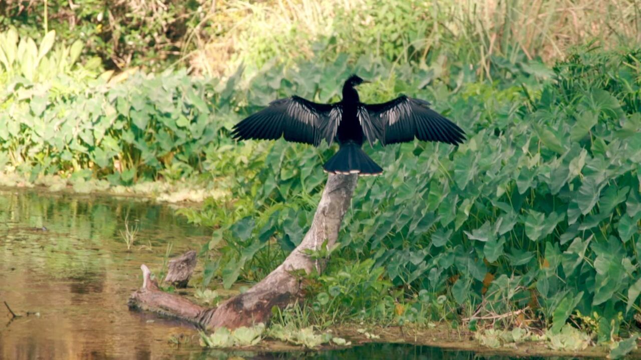 Vignette du programme télé Destination nature : la Floride