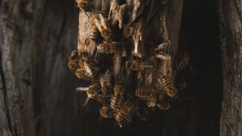 Vignette du programme télé La vie secrète des abeilles