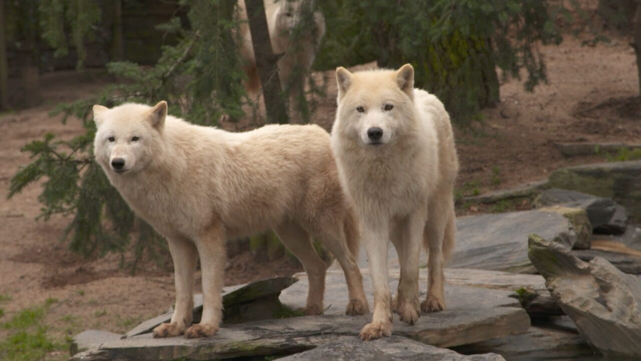 Vignette du programme télé Une saison au zoo